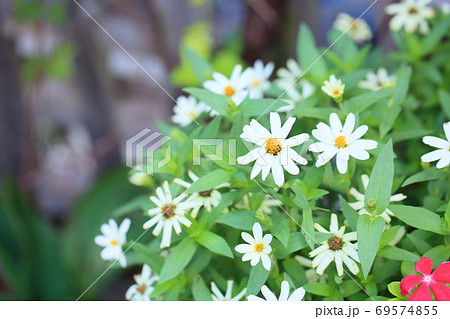 ジニアの花 ジニアの花 69574855