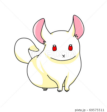 白色のチンチラのイラスト素材