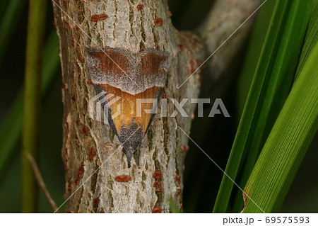 生き物 昆虫 キシタアツバ 鼻先の尖った三角形 翅の塗分けが美しいですがこうしてみると立派な保護色の写真素材