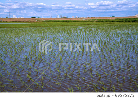 田植えの季節　田園風景 69575875