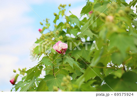 スイフヨウの花 スイフヨウの花 69575924