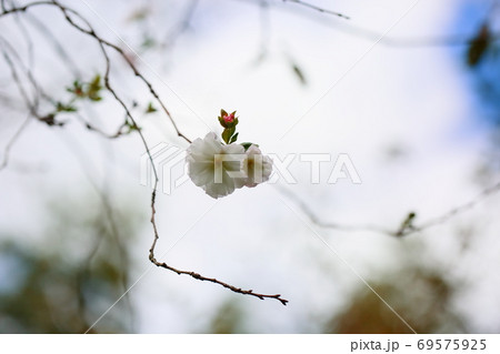 桜の花 アーコレード 桜の花 アーコレード 69575925