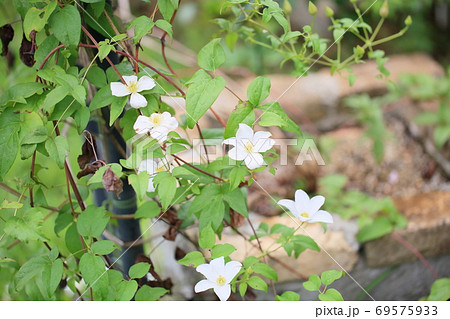 クレマチスの花 クレマチスの花 69575933
