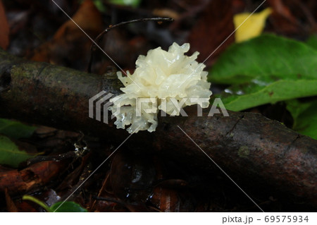 綺麗なキノコ　シロキクラゲ 69575934