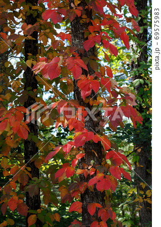 ツタウルシの紅葉 ツタウルシの紅葉 69575983
