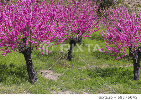 花桃の郷 69576045