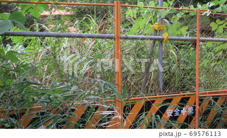 フェンスで封鎖され雑草が生い茂っている道 フェンスで封鎖され雑草が生い茂っている道 69576113