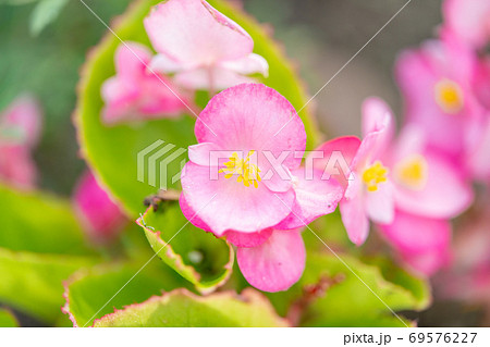 Begonia Begoniaceae Begoniaceae (Begonia) - Stock Photo [69576227] - PIXTA