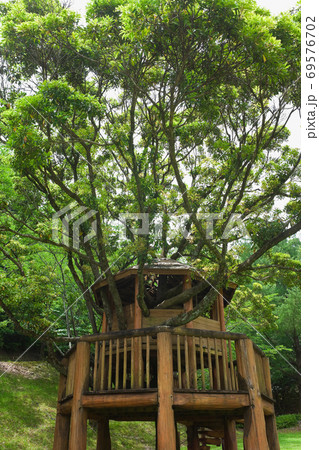 大きなクスノキと共に作られた展望台 69576702