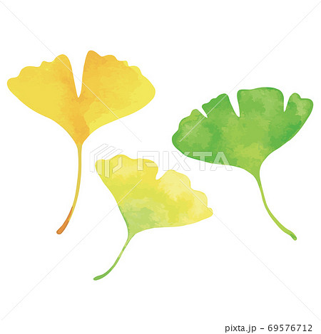 イチョウの葉 3枚 緑 黄色 オレンジ色 水彩画のイラスト素材