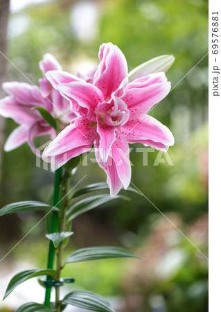 百合の花 ピンクの八重咲きのユリの写真素材 百合の花 ピンクの八重咲きのユリの写真素材