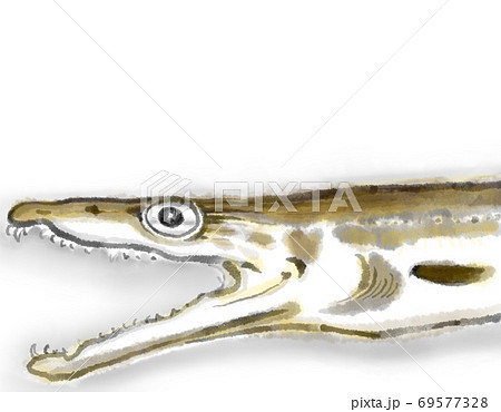 鱧_D手描き_色有り_文字無し 鱧_D手描き_色有り_文字無し 69577328