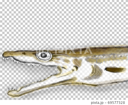 鱧_D手描き_色有り_文字無し 鱧_D手描き_色有り_文字無し 69577328