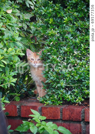 垣根の隙間に隠れている雨に濡れた茶トラの子猫 69577356