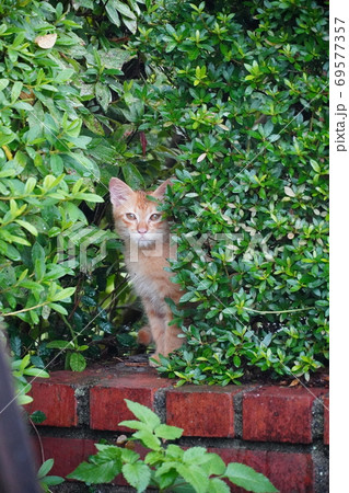 垣根の隙間に隠れている雨に濡れた茶トラの子猫 69577357