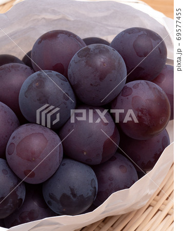 ブドウ　フジミノリ 69577455