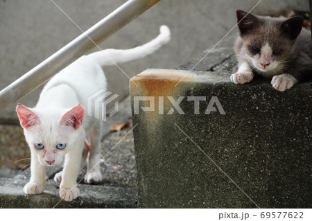 公園の管理棟に住み着いた捨て猫兄弟 69577622