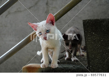 公園の管理棟に住み着いた捨て猫兄弟 69577631