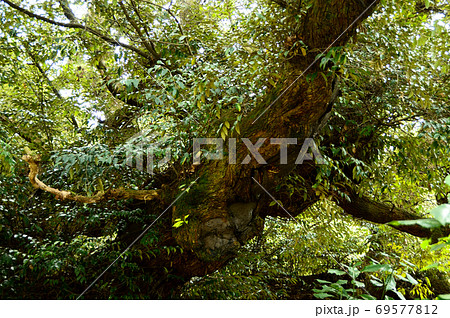 伯耆の大シイ 69577812