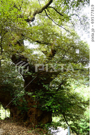 伯耆の大シイ 伯耆の大シイ 69577819