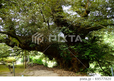 伯耆の大シイ 伯耆の大シイ 69577820