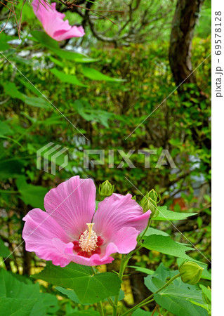 秩父散歩:境内に咲く芙蓉の花 三十二番札所 法性寺 秩父散歩:境内に咲く芙蓉の花 三十二番札所 法性寺 69578128