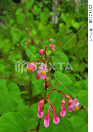 秩父散歩:境内に咲く花「シュウカイドウ」三十二番札所 法性寺 秩父散歩:境内に咲く花「シュウカイドウ」三十二番札所 法性寺 69578132