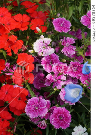 春の花畑 69578354