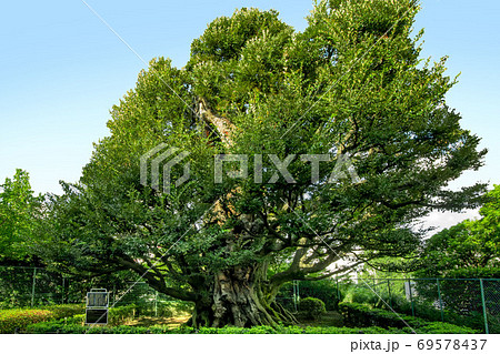 港区高輪の旧細川邸のシイ 69578437