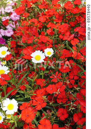 春の花畑 春の花畑 69578440