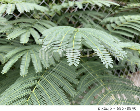 ネムノキと思われる木の葉/The tree 69578940