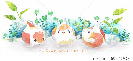 三匹の金魚 三匹の金魚 69579938