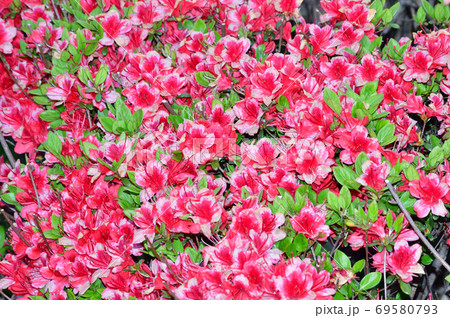 春に赤い花を咲かせたツツジと推定される樹木を撮影した写真の写真素材