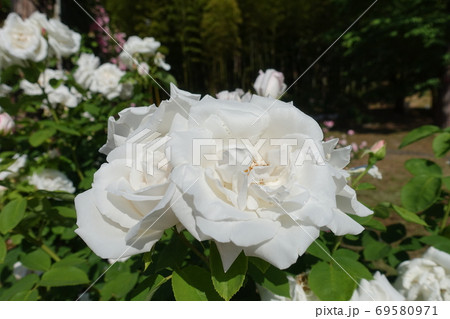 満開のバラ　薔薇　ばら 69580971