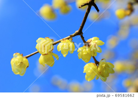 ロウバイ 69581662