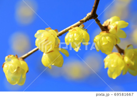 ロウバイ 69581667