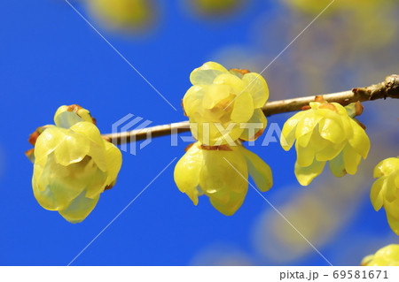 ロウバイ ロウバイ 69581671