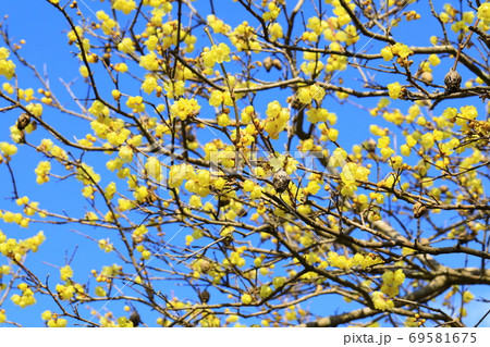 ロウバイ ロウバイ 69581675