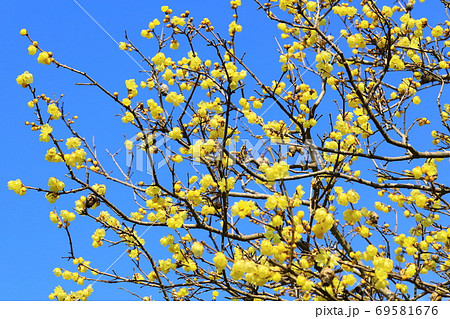 ロウバイ 69581676