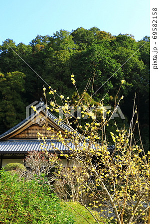 船宿寺　本堂とロウバイの花 69582158