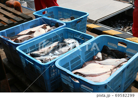 秋鮭漁の風景 秋鮭漁の風景 69582299