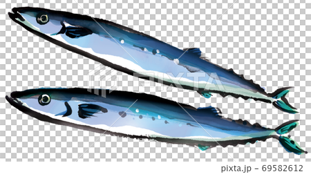 pacific saury with good freshness 1 69582612