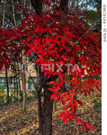 紅葉 秋 森 69582969