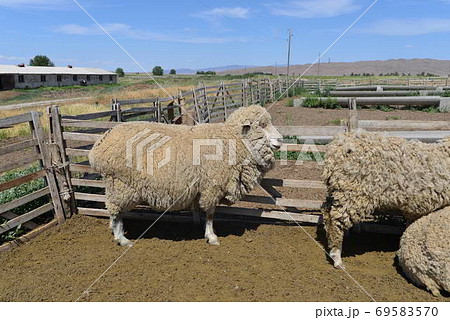 豊かなウールを身にまとったメリノ羊の写真素材
