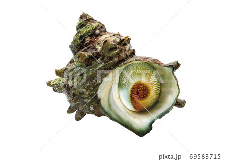 サザエ_16（切抜きパス付き） 69583715