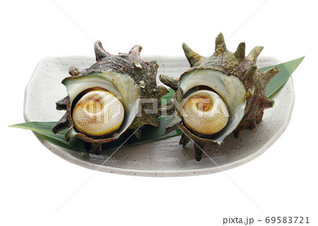 サザエ_13(切抜きパス付き) サザエ_13(切抜きパス付き) 69583721