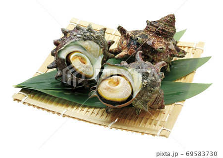 サザエ_08（切抜きパス付き） 69583730