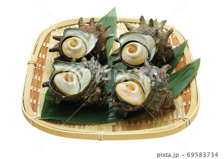 サザエ_06(切抜きパス付き) サザエ_06(切抜きパス付き) 69583734