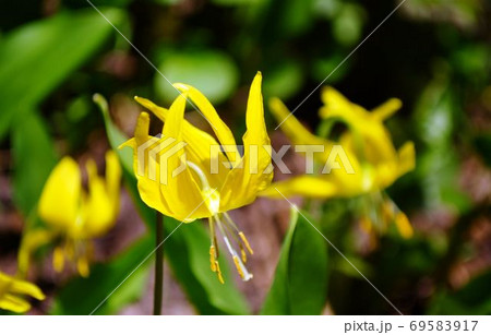 グレーシャーリリー咲けり 69583917