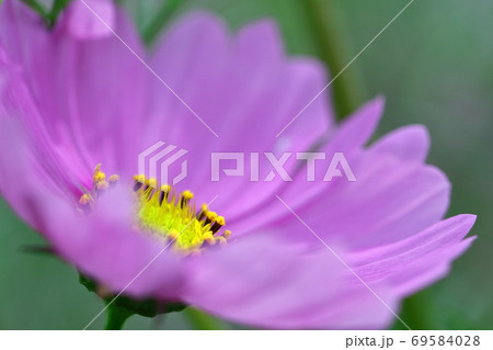 秋風に揺れて咲く 69584028